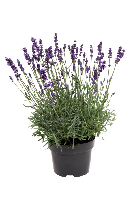 Lavendel 'Lavendula angustifolia' 17 cm potte 